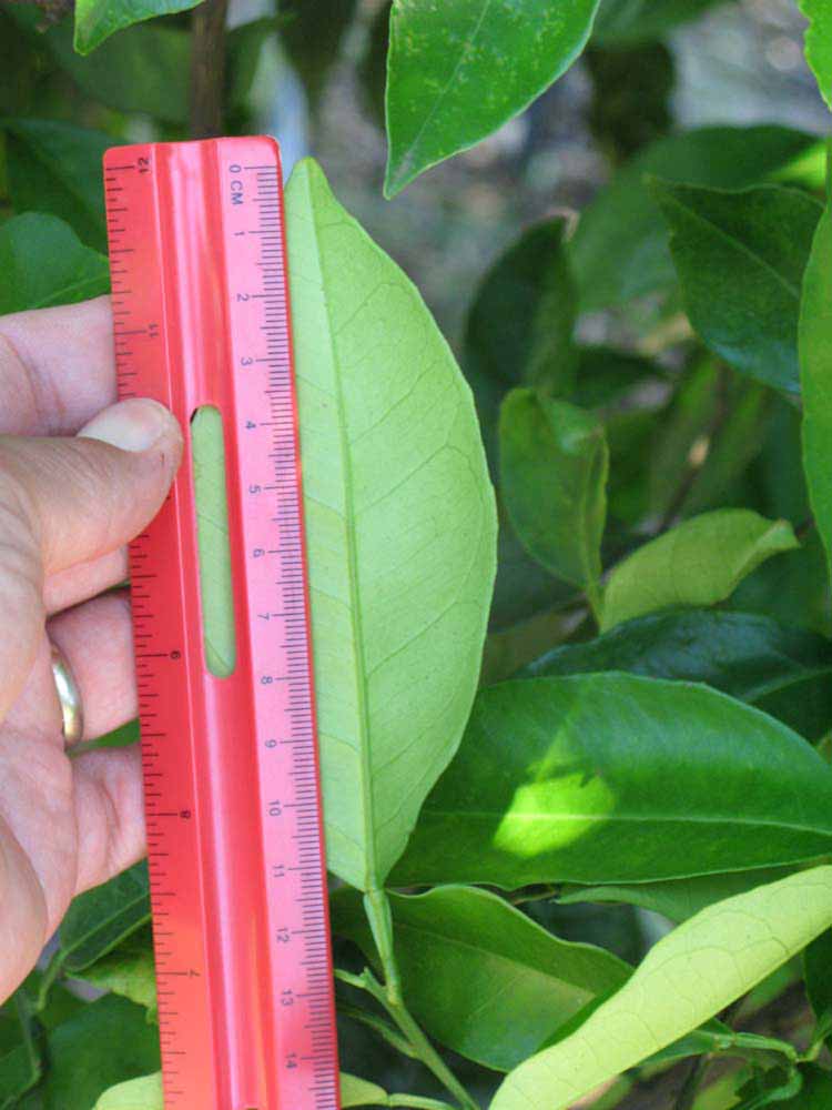             Unifoliolate leaf (Winter Haven, FL)       